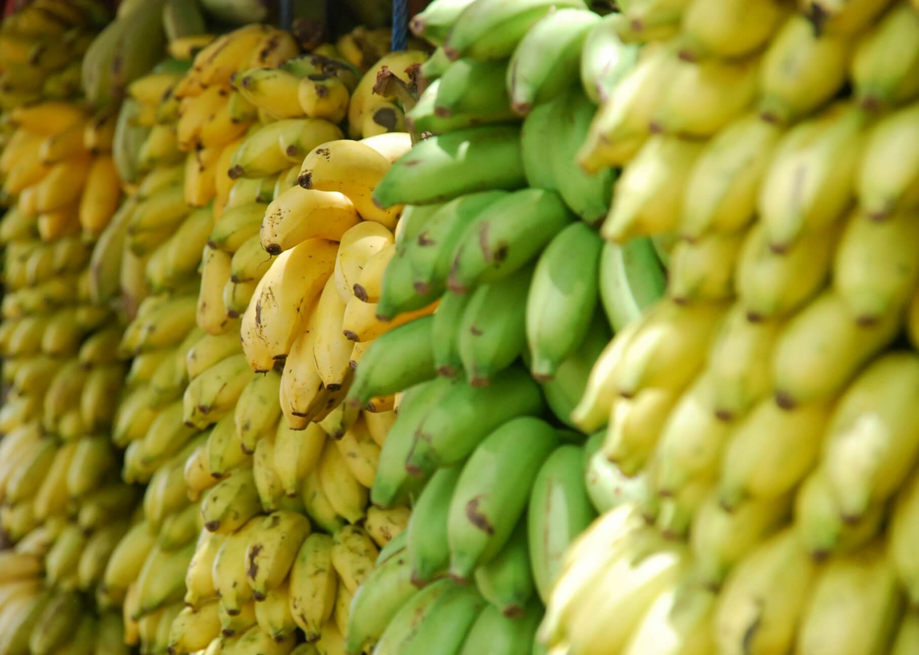 Crecen más de un 30% las exportaciones de banano ecuatoriano a China en lo que va de 2025
