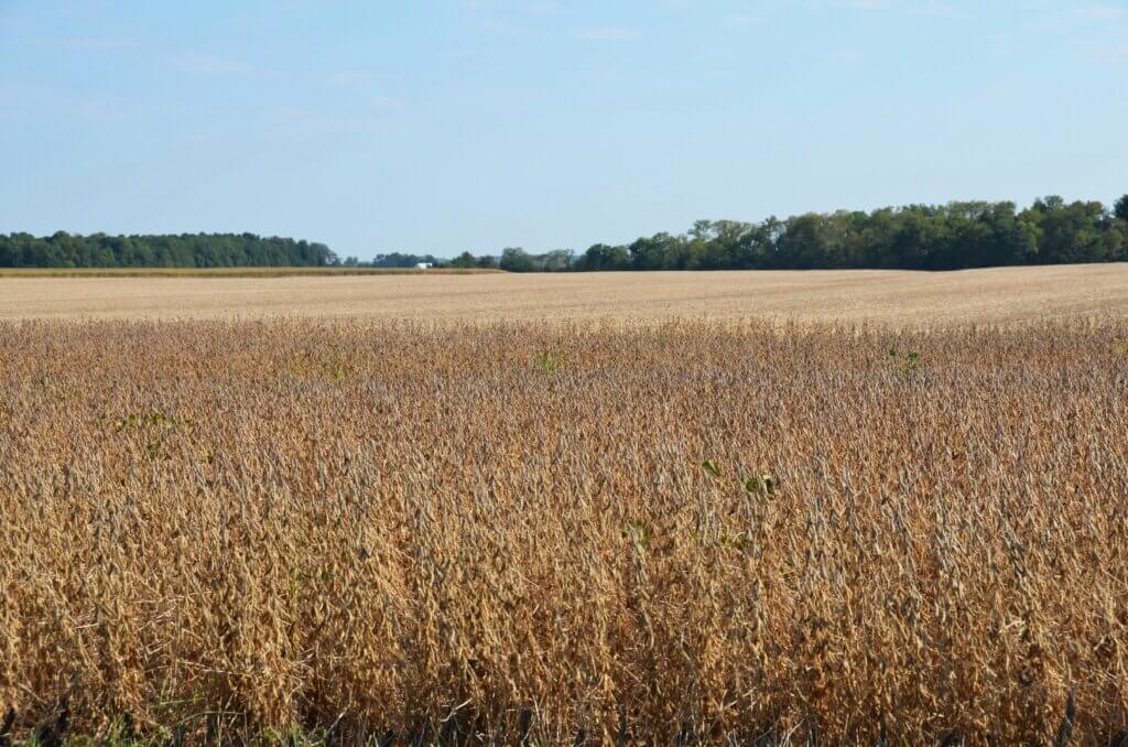 La guerra comercial entre EE. UU. y China desploma la soja y preocupa a Uruguay