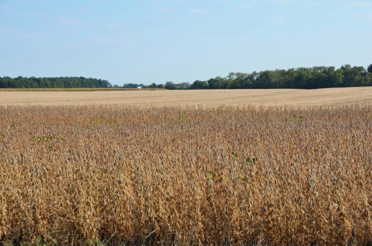 La guerra comercial entre EE. UU. y China desploma la soja y preocupa a Uruguay